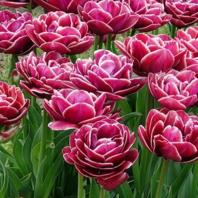 7 Tulipes à fleurs de pivoine Dream Touch