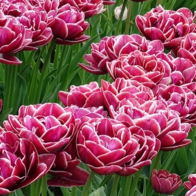 7 Tulipes à fleurs de pivoine Dream Touch