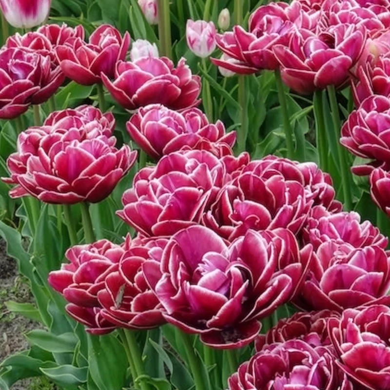 7 Tulipes à fleurs de pivoine Dream Touch