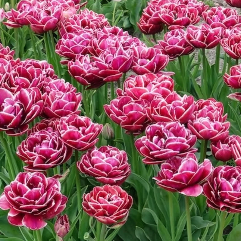 7 Tulipes à fleurs de pivoine Dream Touch