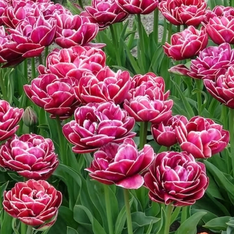 7 Tulipes à fleurs de pivoine Dream Touch