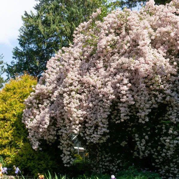 Buisson de beauté Pink Cloud