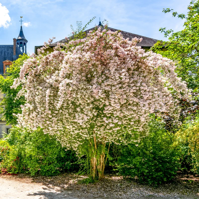 Buisson de beauté Pink Cloud