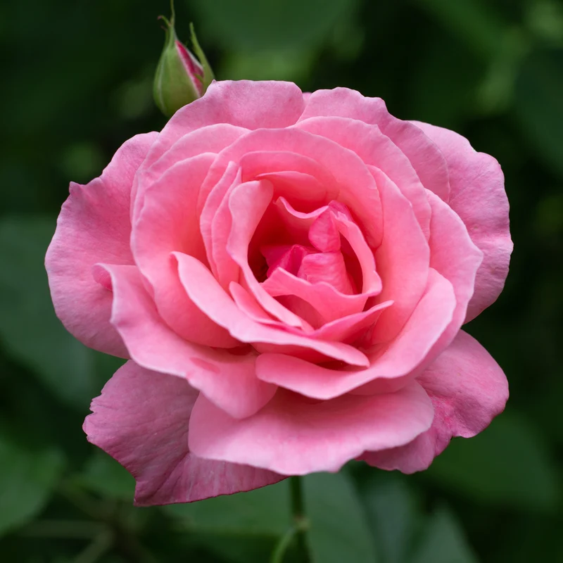 Rosier Queen Elisabeth