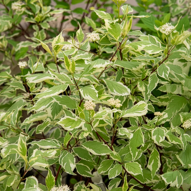 Cornouiller blanc Elegantissima