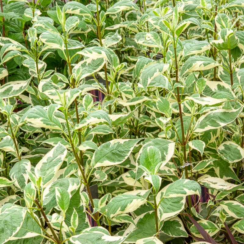 Cornouiller blanc Elegantissima