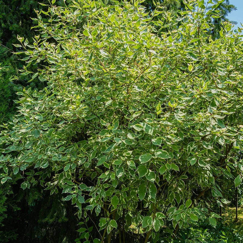 Cornouiller blanc Elegantissima