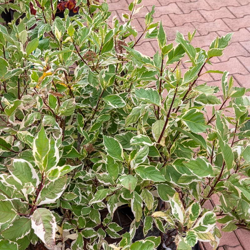 Cornouiller blanc Elegantissima