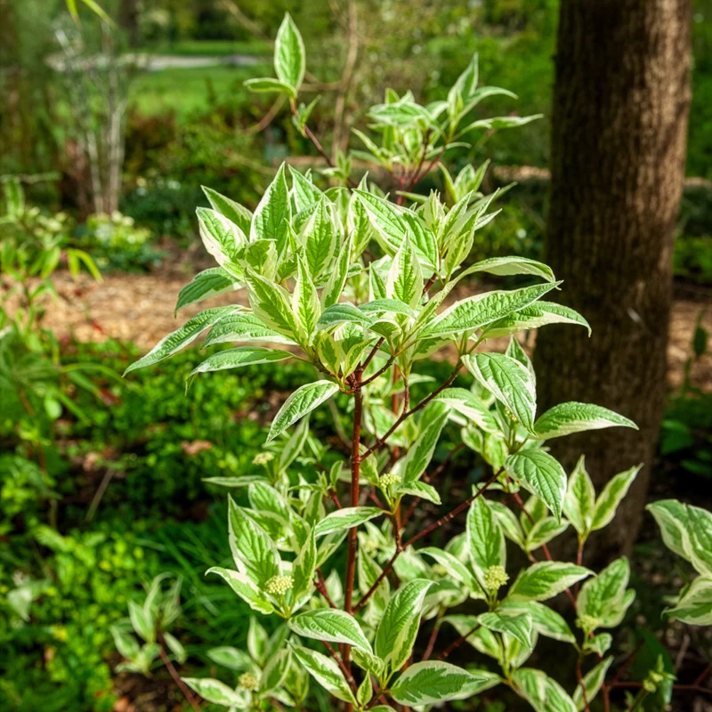 Cornouiller blanc Elegantissima