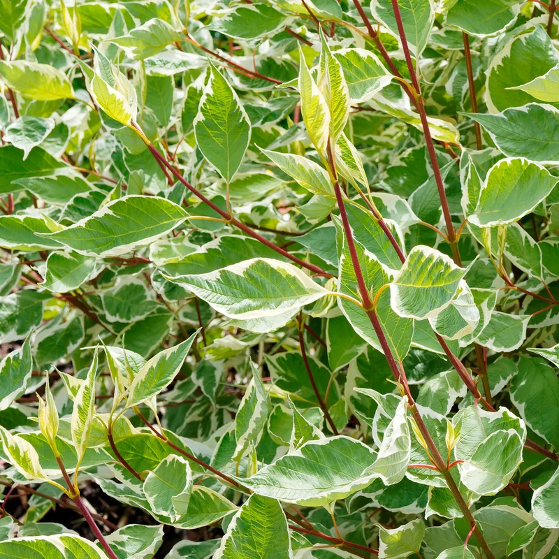 Cornouiller blanc Elegantissima
