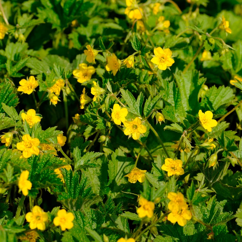 Waldsteinia geoide
