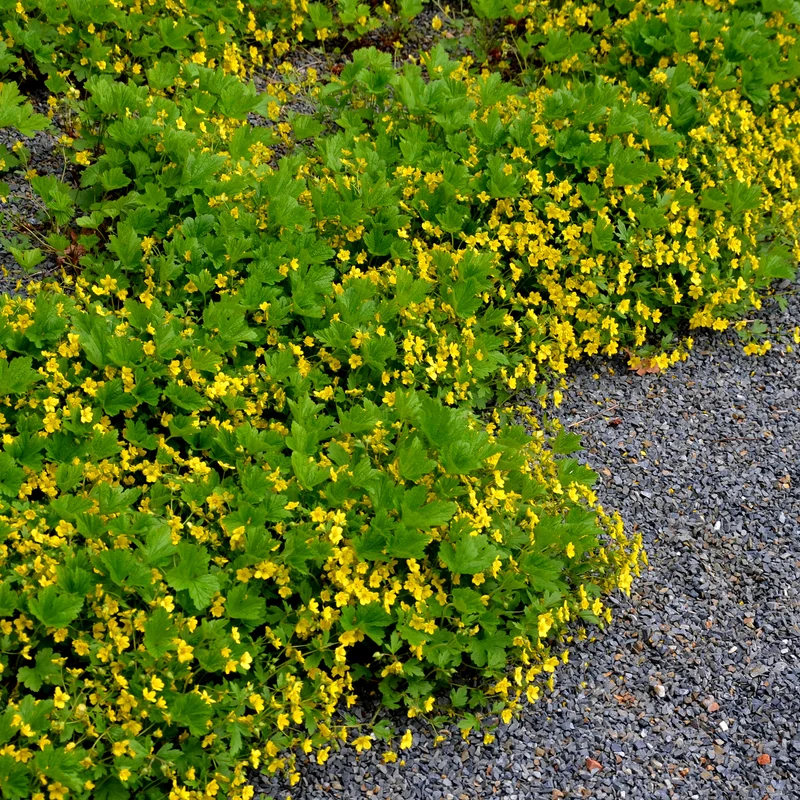 Waldsteinia geoide