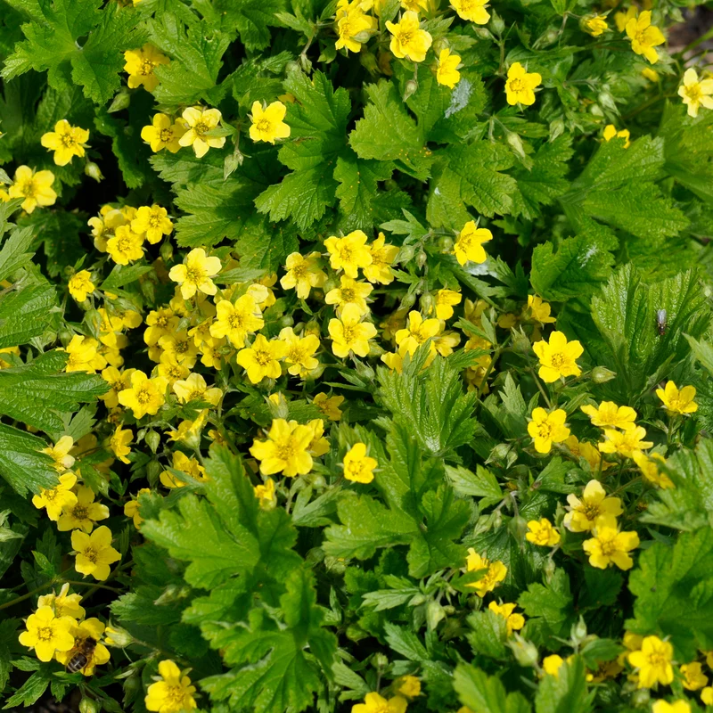 Waldsteinia geoide