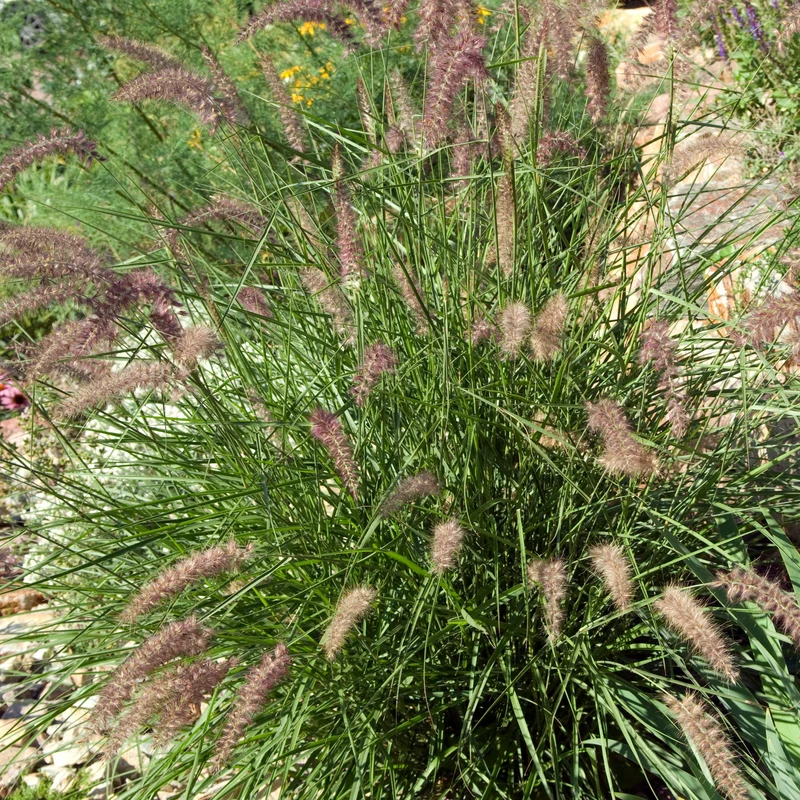 Herbe aux écouvillons d'Orient - Pennisetum
