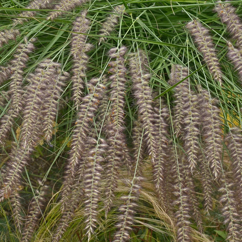 Herbe aux écouvillons d'Orient - Pennisetum