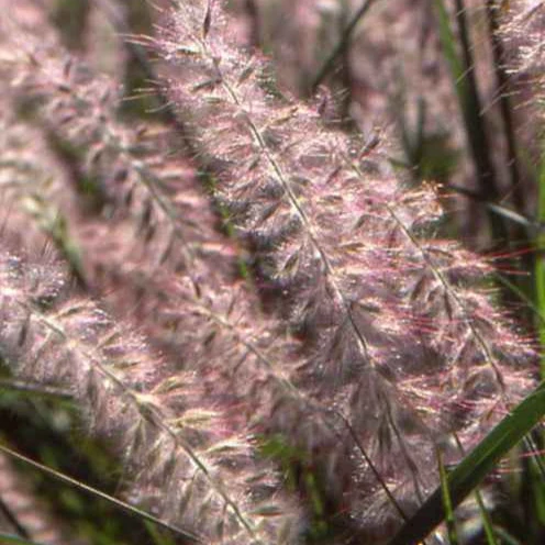 Herbe aux écouvillons d'Orient - Pennisetum
