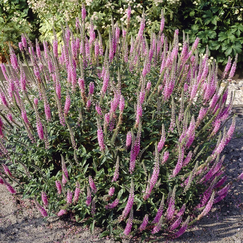 Véronique Pink Damask