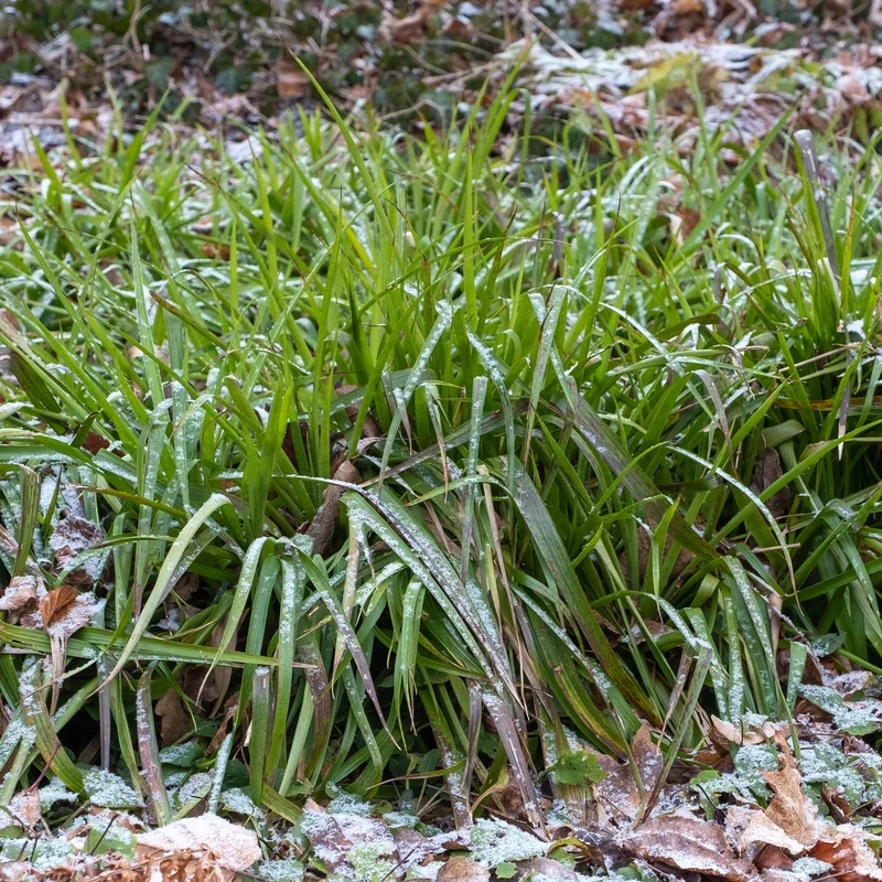 Luzule des bois