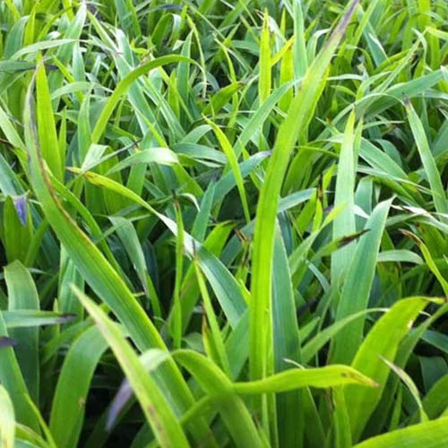 Luzule des bois