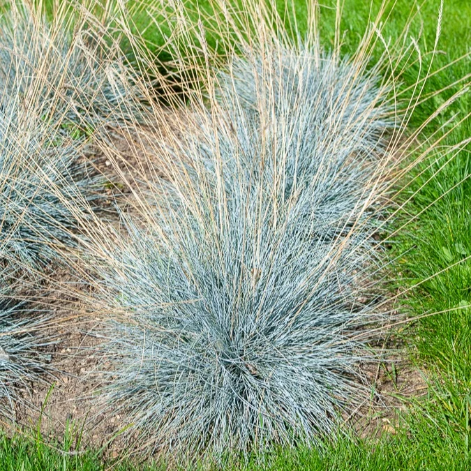 Fétuque bleue Elijah Blue