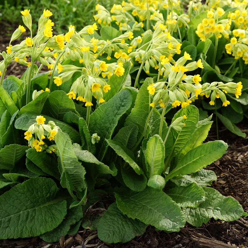 Primevère officinale Coucou