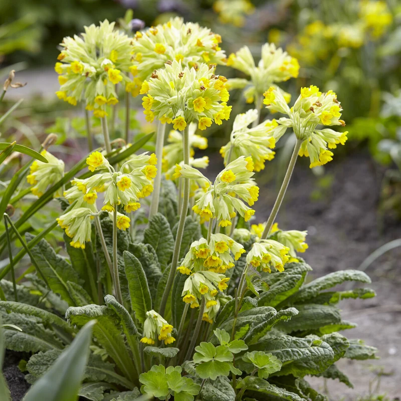 Primevère officinale Coucou