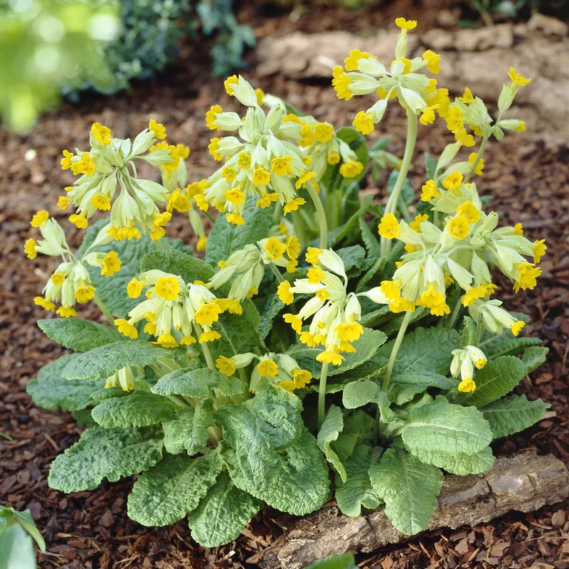 Primevère officinale Coucou