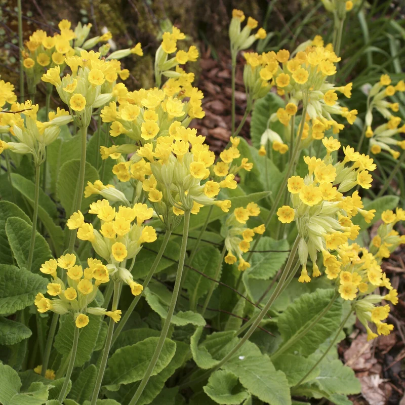 Primevère officinale Coucou