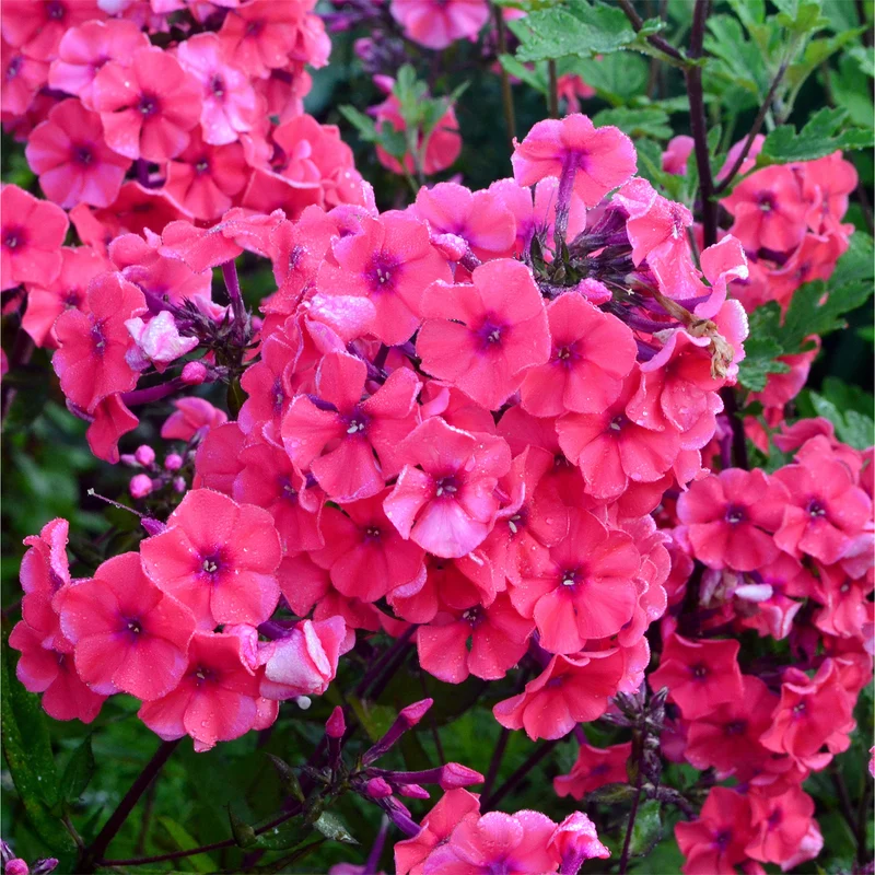 Phlox paniculé Starfire