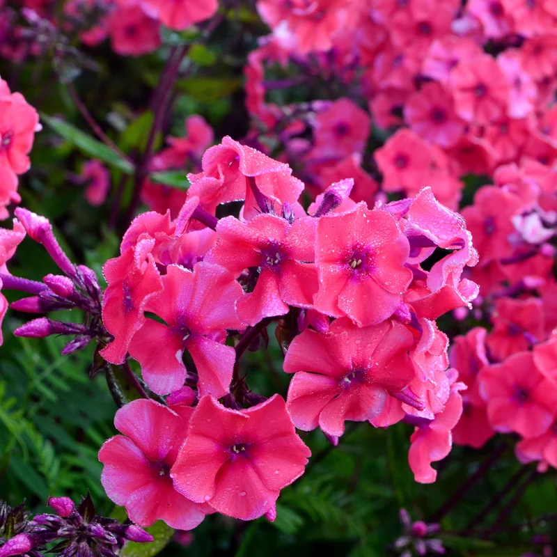 Phlox paniculé Starfire