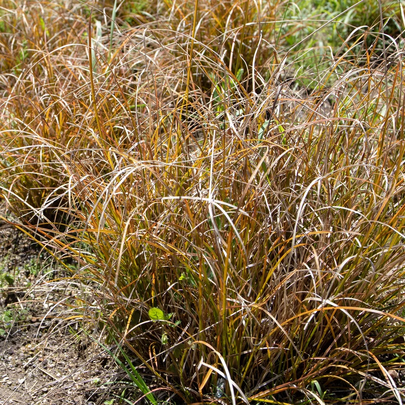 Laîche orange - Carex