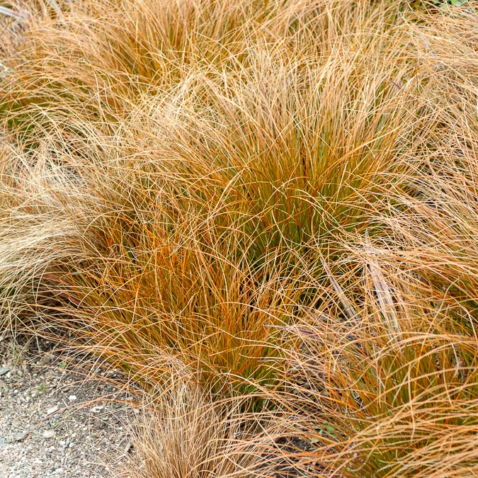 Laîche orange - Carex
