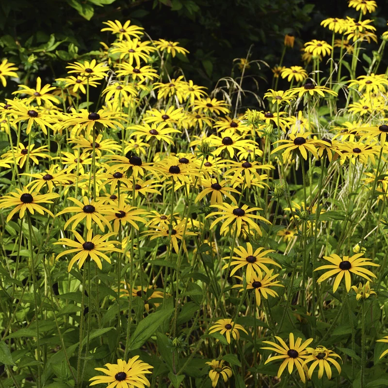 Rudbeckia deamii