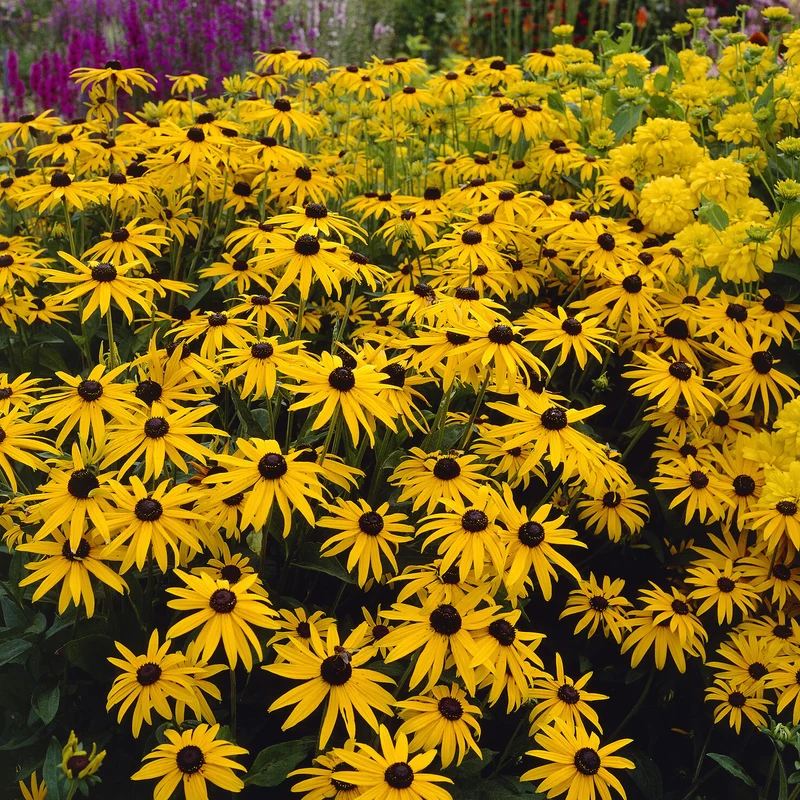 Rudbeckia deamii