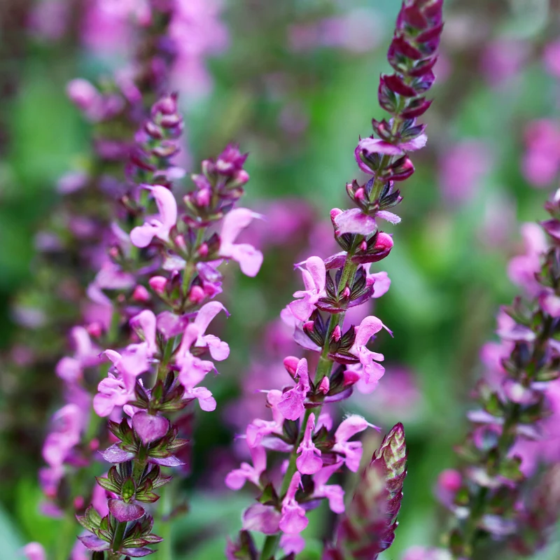 Sauge des bois Rose Queen