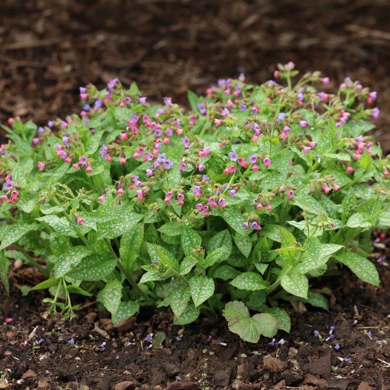 Pulmonaire officinale
