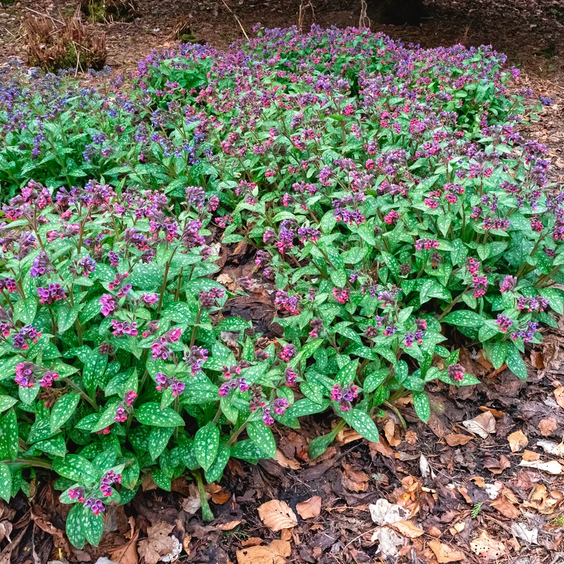 Pulmonaire officinale