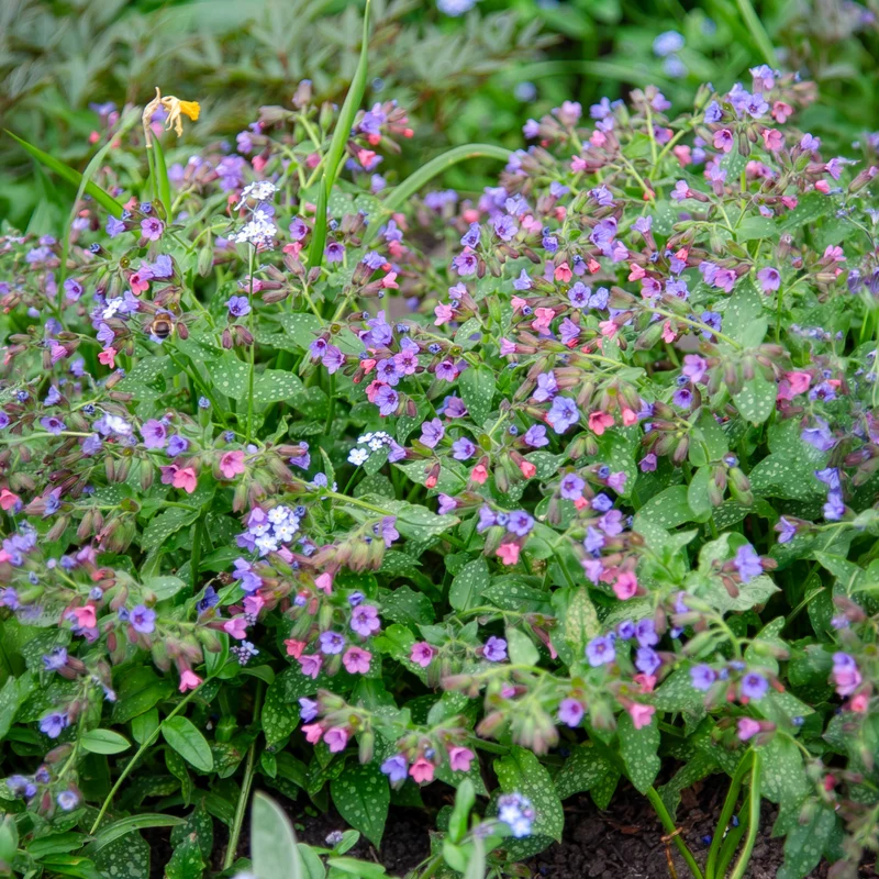 Pulmonaire officinale