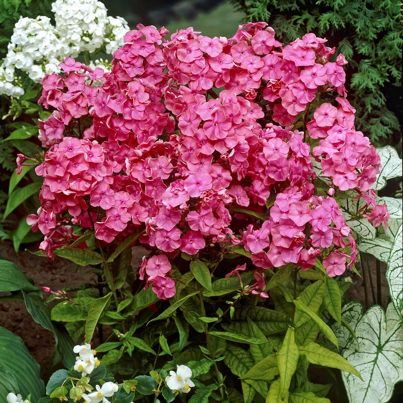 Phlox paniculé Rijnstroom