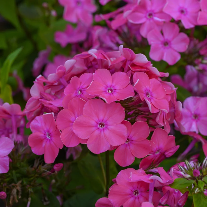 Phlox paniculé Rijnstroom
