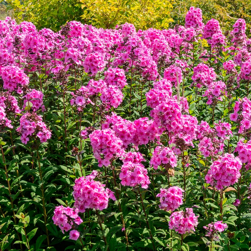 Phlox paniculé Eva Cullum