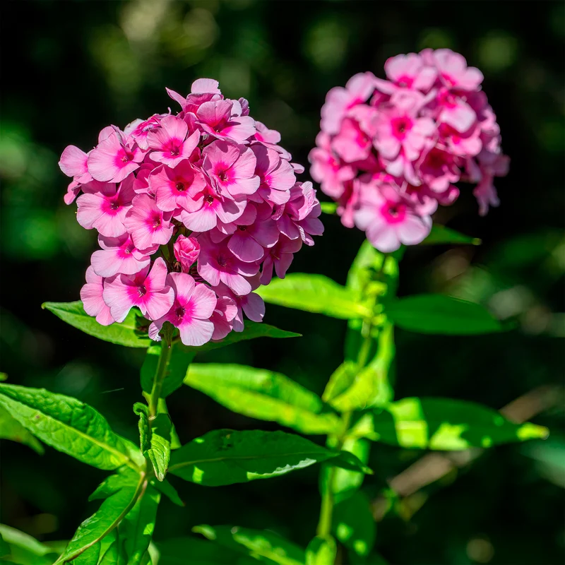 Phlox paniculé Eva Cullum