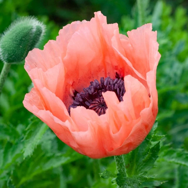 Pavot d'Orient Pattys Plum
