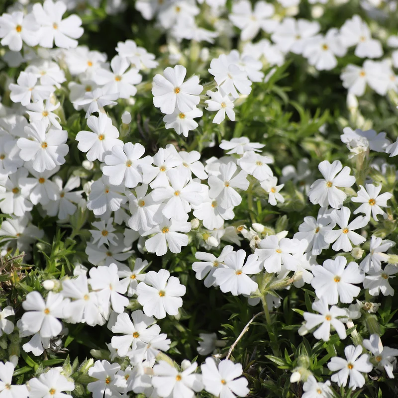 Phlox mousse White Delight
