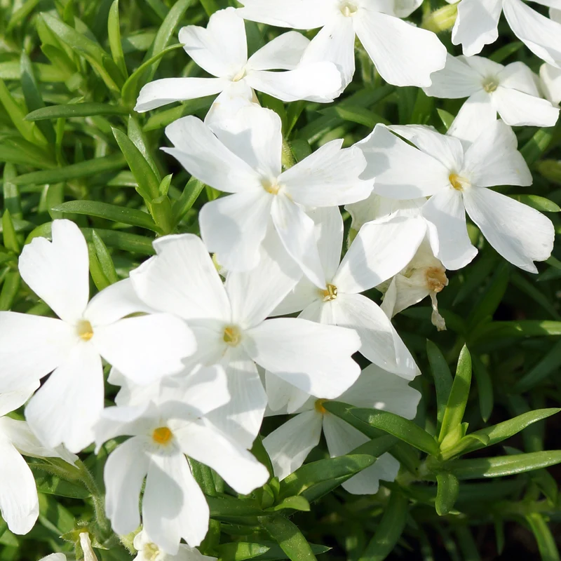 Phlox mousse White Delight