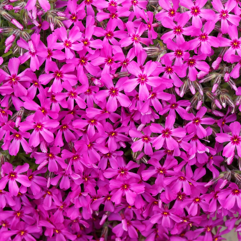 Phlox mousse Scarlet Flame