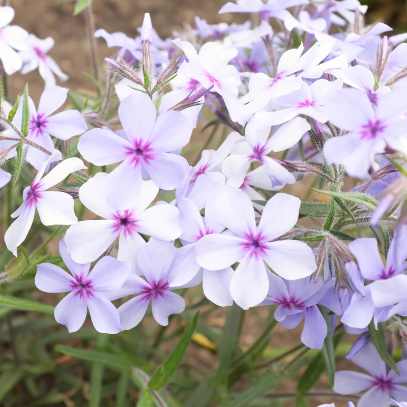 Phlox divaricata Chattahoochee