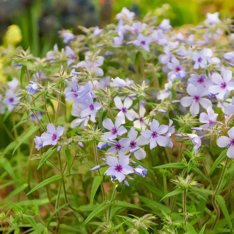 Phlox divaricata Chattahoochee