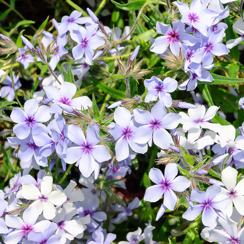 Phlox divaricata Chattahoochee