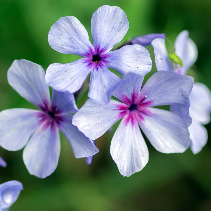 Phlox divaricata Chattahoochee